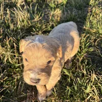 Goldendoodle, a female Goldendoodle for sale in Fair Grove, MO – Photo 2 of 9