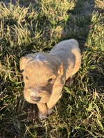 Goldendoodle Puppy 8, a female Goldendoodle for sale in Fair Grove, MO – Photo 2 of 9