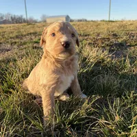 Goldendoodle, a female Goldendoodle for sale in Fair Grove, MO – Photo 7 of 9