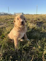 Goldendoodle Puppy 8, a female Goldendoodle for sale in Fair Grove, MO – Photo 7 of 9