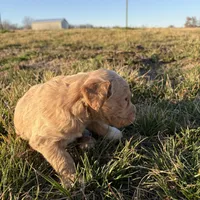 Goldendoodle, a female Goldendoodle for sale in Fair Grove, MO – Photo 4 of 9