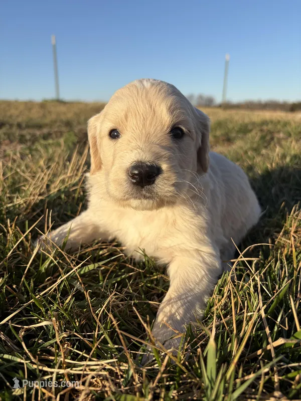 Goldendoodle – Goldendoodle puppy for sale in Fair Grove, MO