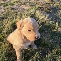 Goldendoodle, a female Goldendoodle for sale in Fair Grove, MO – Photo 9 of 9