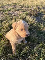 Goldendoodle Puppy 8, a female Goldendoodle for sale in Fair Grove, MO – Photo 9 of 9