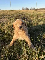 Goldendoodle Puppy 8, a female Goldendoodle for sale in Fair Grove, MO – Photo 6 of 9