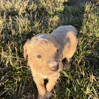 Goldendoodle, a female Goldendoodle for sale in Fair Grove, MO – Photo 5 of 9