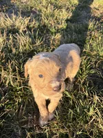 Goldendoodle Puppy 8, a female Goldendoodle for sale in Fair Grove, MO – Photo 5 of 9