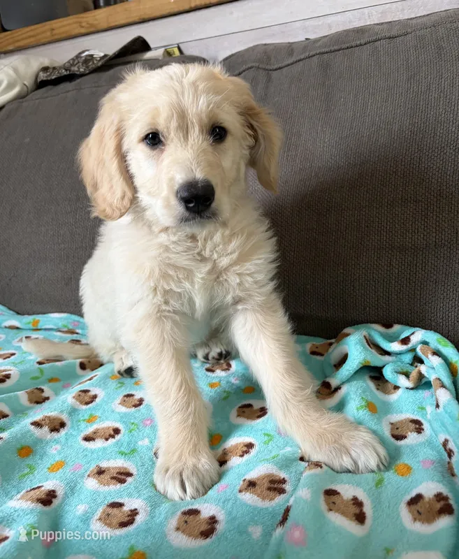 Goldendoodle – Goldendoodle puppy for sale in Fair Grove, MO
