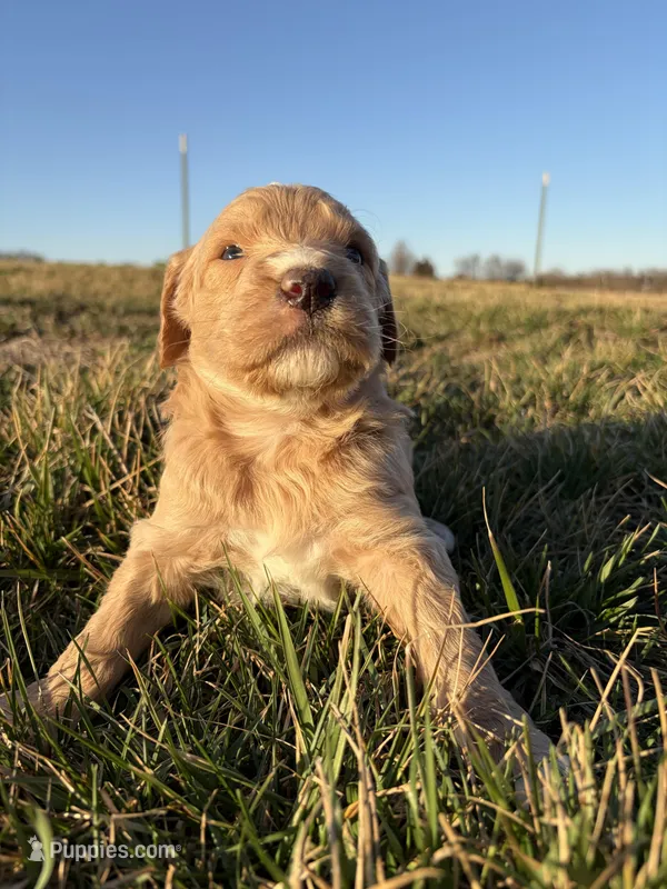 Goldendoodle Puppy 8, a female Goldendoodle for sale in Fair Grove, MO – Photo 1 of 9