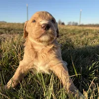 Goldendoodle, a female Goldendoodle for sale in Fair Grove, MO – Photo 1 of 9