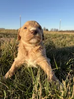 Goldendoodle Puppy 8, a female Goldendoodle for sale in Fair Grove, MO – Photo 1 of 9