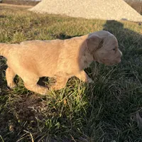 Goldendoodle, a female Goldendoodle for sale in Fair Grove, MO – Photo 8 of 9