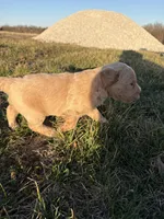 Goldendoodle Puppy 8, a female Goldendoodle for sale in Fair Grove, MO – Photo 8 of 9
