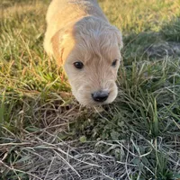 Goldendoodle, a female Goldendoodle for sale in Fair Grove, MO – Photo 6 of 6