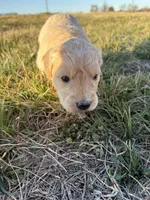 Goldendoodle Puppy 2, a female Goldendoodle for sale in Fair Grove, MO – Photo 6 of 6