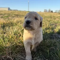 Goldendoodle, a female Goldendoodle for sale in Fair Grove, MO – Photo 2 of 6