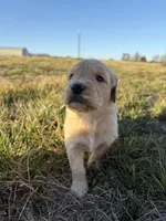 Goldendoodle Puppy 2, a female Goldendoodle for sale in Fair Grove, MO – Photo 2 of 6