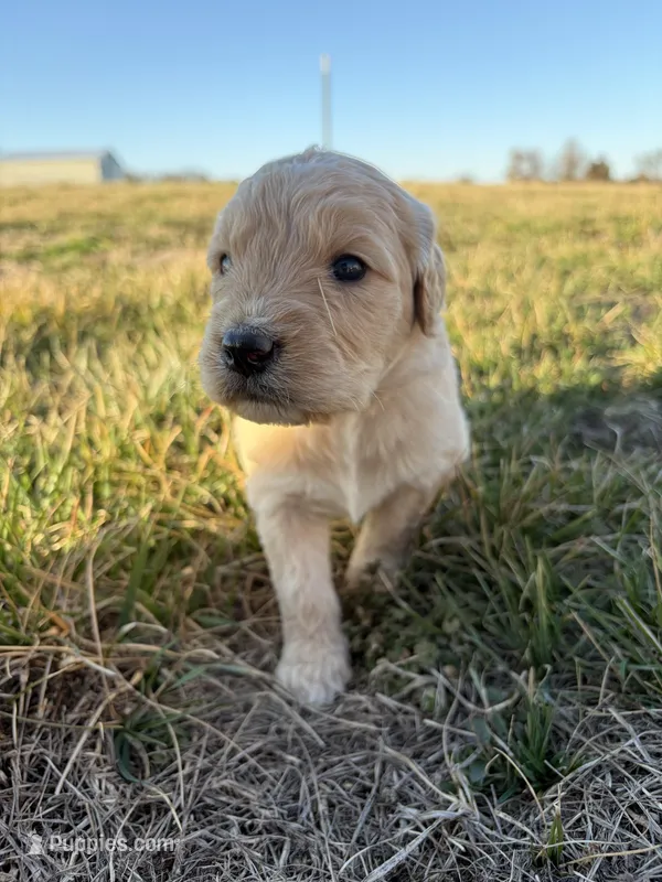 Goldendoodle Puppy 2, a female Goldendoodle for sale in Fair Grove, MO – Photo 1 of 6
