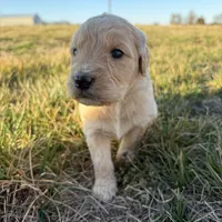 Goldendoodle, a female Goldendoodle for sale in Fair Grove, MO – Photo 1 of 6