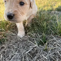 Goldendoodle, a female Goldendoodle for sale in Fair Grove, MO – Photo 5 of 6