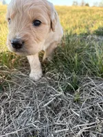 Goldendoodle Puppy 2, a female Goldendoodle for sale in Fair Grove, MO – Photo 5 of 6