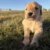 Goldendoodle, a female Goldendoodle for sale in Fair Grove, MO – Photo 3 of 6