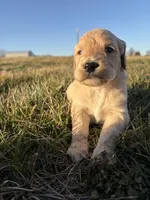 Goldendoodle Puppy 2, a female Goldendoodle for sale in Fair Grove, MO – Photo 3 of 6