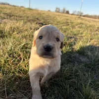 Goldendoodle, a female Goldendoodle for sale in Fair Grove, MO – Photo 4 of 6
