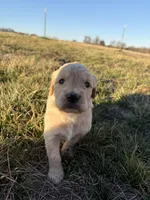 Goldendoodle Puppy 2, a female Goldendoodle for sale in Fair Grove, MO – Photo 4 of 6