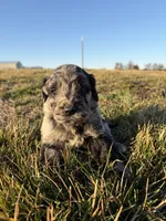Goldendoodle Puppy 6, a male Goldendoodle for sale in Fair Grove, MO – Photo 3 of 7