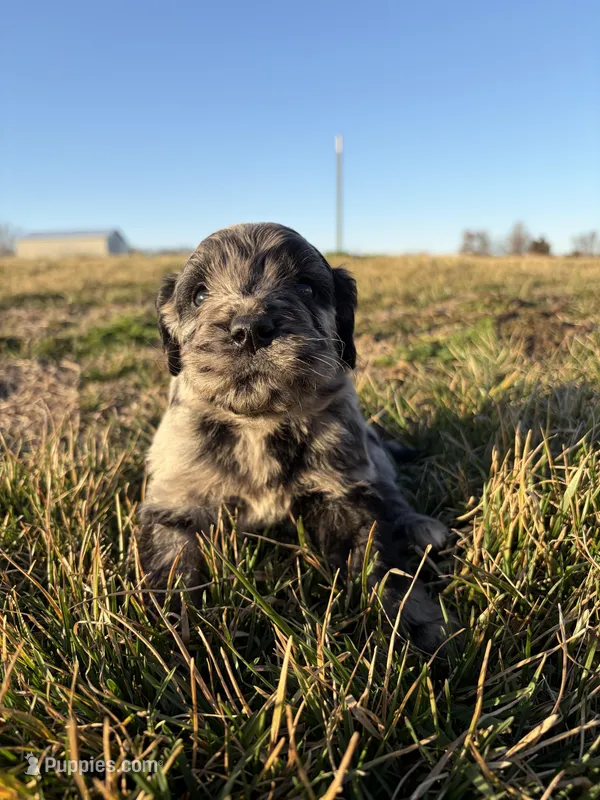 Goldendoodle Puppy 6, a male Goldendoodle for sale in Fair Grove, MO – Photo 1 of 7
