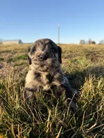Goldendoodle Puppy 6, a male Goldendoodle for sale in Fair Grove, MO – Photo 1 of 7