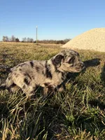 Goldendoodle Puppy 6, a male Goldendoodle for sale in Fair Grove, MO – Photo 7 of 7