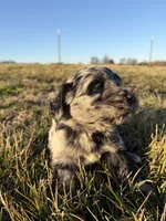 Goldendoodle Puppy 6, a male Goldendoodle for sale in Fair Grove, MO – Photo 2 of 7