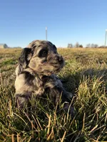 Goldendoodle Puppy 6, a male Goldendoodle for sale in Fair Grove, MO – Photo 4 of 7