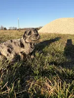 Goldendoodle Puppy 6, a male Goldendoodle for sale in Fair Grove, MO – Photo 6 of 7