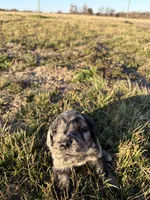 Goldendoodle Puppy 6, a male Goldendoodle for sale in Fair Grove, MO – Photo 5 of 7