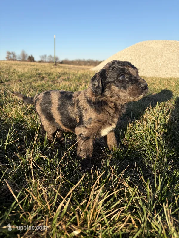 Goldendoodle – Goldendoodle puppy for sale in Fair Grove, MO
