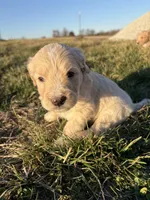 Goldendoodle Puppy 7, a female Goldendoodle for sale in Fair Grove, MO – Photo 4 of 10