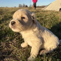 Goldendoodle, a female Goldendoodle for sale in Fair Grove, MO – Photo 5 of 10