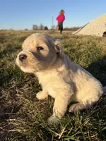 Goldendoodle Puppy 7, a female Goldendoodle for sale in Fair Grove, MO – Photo 5 of 10