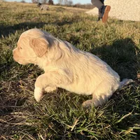 Goldendoodle, a female Goldendoodle for sale in Fair Grove, MO – Photo 9 of 10