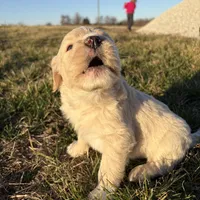 Goldendoodle, a female Goldendoodle for sale in Fair Grove, MO – Photo 4 of 10