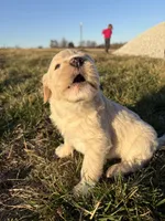 Goldendoodle Puppy 7, a female Goldendoodle for sale in Fair Grove, MO – Photo 3 of 10