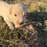 Goldendoodle, a female Goldendoodle for sale in Fair Grove, MO – Photo 7 of 10