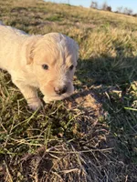 Goldendoodle Puppy 7, a female Goldendoodle for sale in Fair Grove, MO – Photo 7 of 10