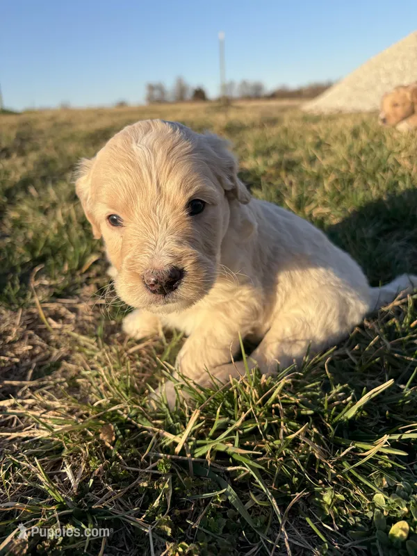 Goldendoodle Puppy 7, a female Goldendoodle for sale in Fair Grove, MO – Photo 1 of 10