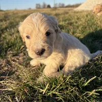 Goldendoodle, a female Goldendoodle for sale in Fair Grove, MO – Photo 1 of 10