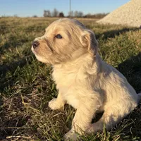 Goldendoodle, a female Goldendoodle for sale in Fair Grove, MO – Photo 6 of 10