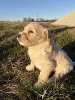 Goldendoodle Puppy 7, a female Goldendoodle for sale in Fair Grove, MO – Photo 6 of 10